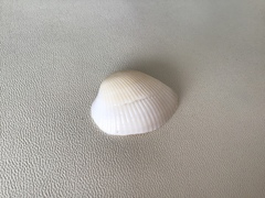 Noetia