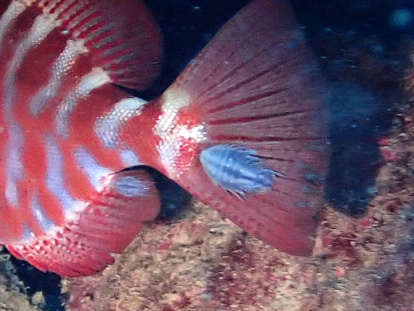 Nerocila armata