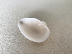 Noetia