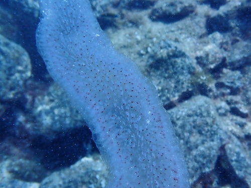ナガヒカリボヤの写真