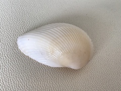 Noetia