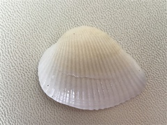 Noetia