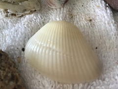 Noetia