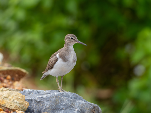 Common Sandpiper