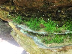 Mononeuria cumberlandensis