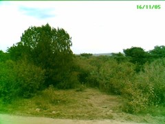 Juniperus coahuilensis