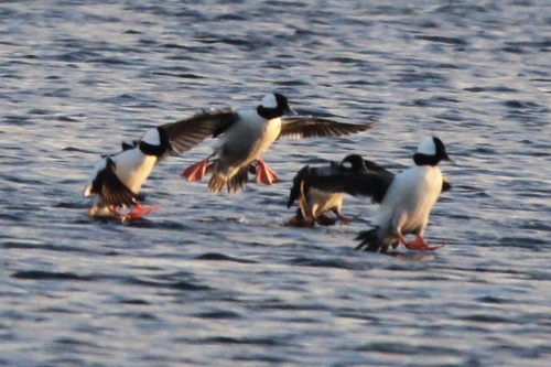 Bufflehead photographed in Connecticut