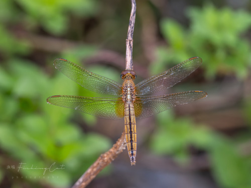 Scarlet Skimmer