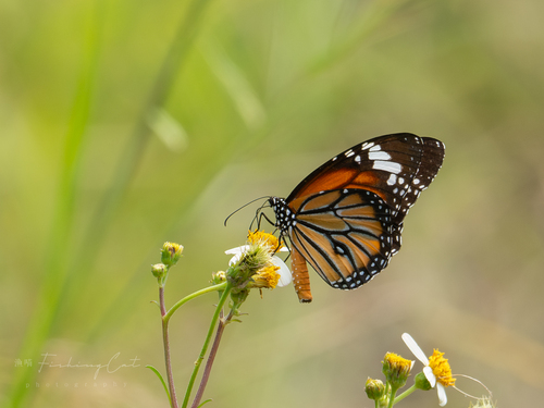 Common Tiger Butterfly