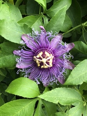 Passiflora incarnata × cincinnata