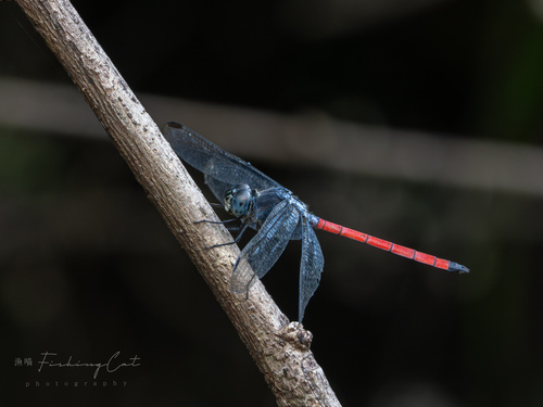 Asian Blood Tail