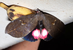 Phyllodes consobrina