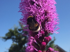 Bombus