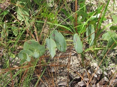 Baptisia perfoliata