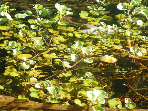 Florida Yellowcress (Nasturtium floridanum)