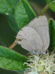 Allosmaitia strophius