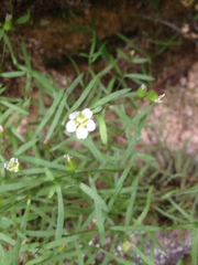 Mononeuria cumberlandensis