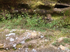 Mononeuria cumberlandensis