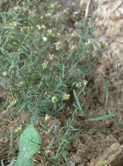 Mononeuria cumberlandensis