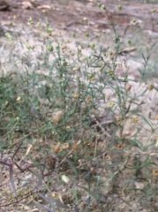 Mononeuria cumberlandensis