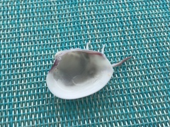 Hysteroconcha lupanaria