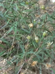 Mononeuria cumberlandensis