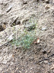 Mononeuria cumberlandensis