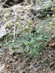 Mononeuria cumberlandensis