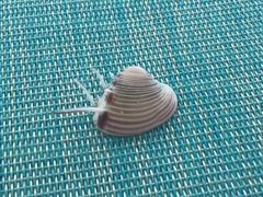 Hysteroconcha lupanaria