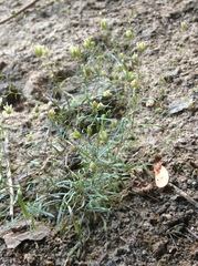 Mononeuria cumberlandensis