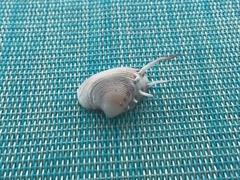 Hysteroconcha lupanaria