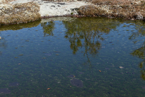 Image of Isoetes tegetiformans by (c) Kristály Cravens-Liszak, some rights reserved (CC BY)