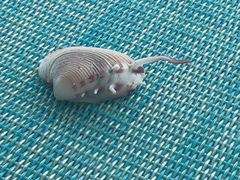 Hysteroconcha lupanaria