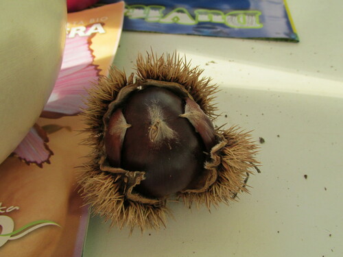 Sweet chestnut (Castanea sativa)