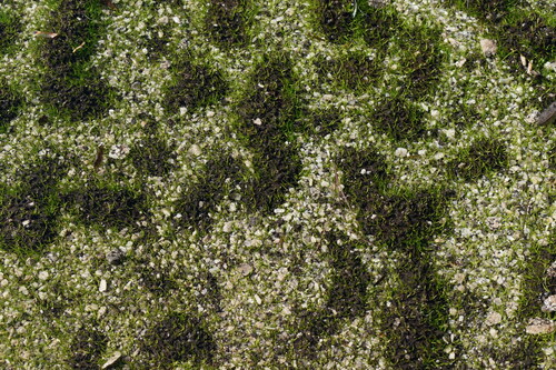 Image of Isoetes tegetiformans by (c) Kristály Cravens-Liszak, some rights reserved (CC BY)