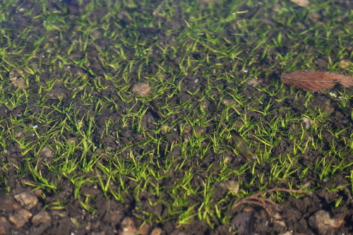 Image of Isoetes tegetiformans by (c) Kristály Cravens-Liszak, some rights reserved (CC BY)