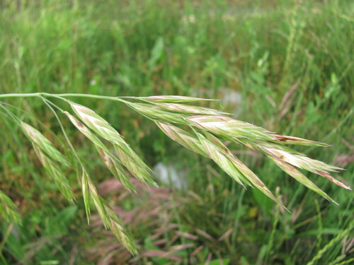 rescuegrass (Bromus catharticus)