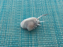 Hysteroconcha lupanaria
