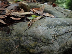 Scincella formosensis