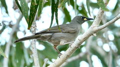 Stomiopera unicolor