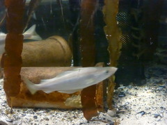 Pollachius pollachius