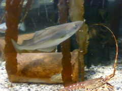 Pollachius pollachius