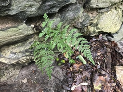 Cystopteris tennesseensis