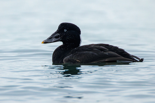 Surf Scoter, photo 5 of 9