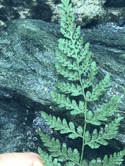 Cystopteris tennesseensis