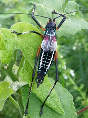 Pterophylla beltrani