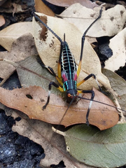 Pterophylla beltrani