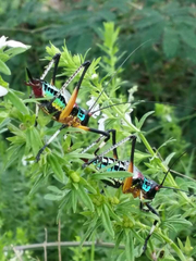 Pterophylla beltrani