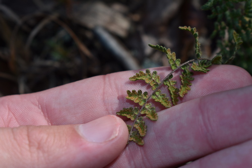 Image of Myriopteris lanosa by (c) Kristály Cravens-Liszak, some rights reserved (CC BY)