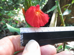 Chamaecostus lanceolatus